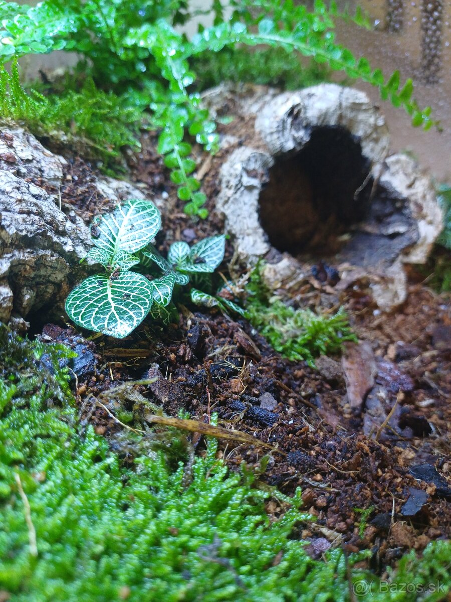 Terárium - 4