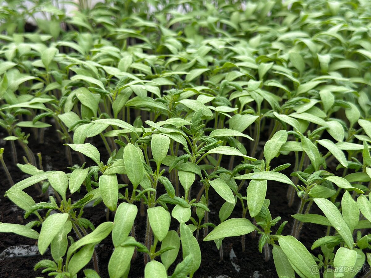 Predám priesady (pikírky) rajčín 0,10€ - 4