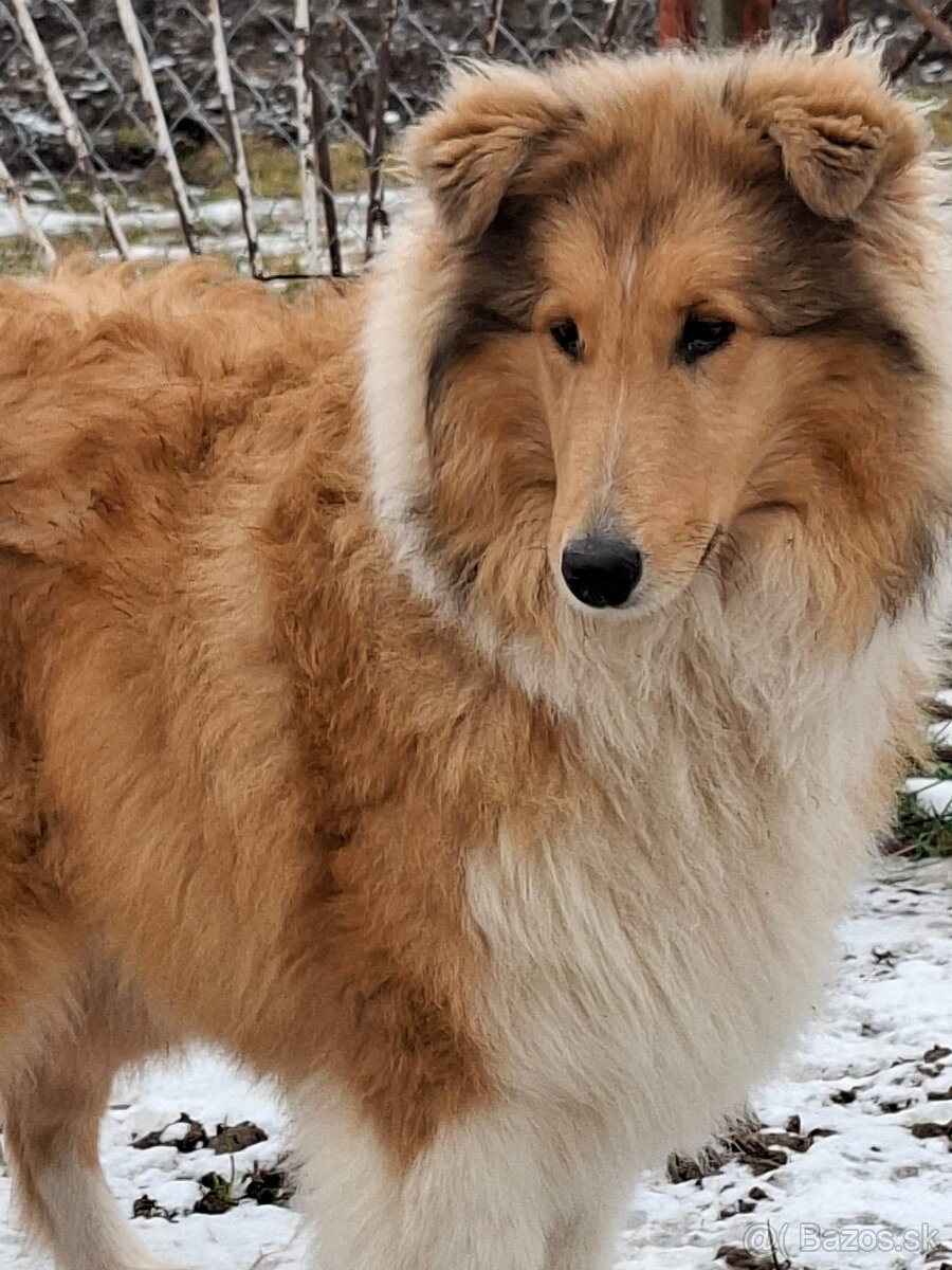 Kólia dlhosrstá - 4