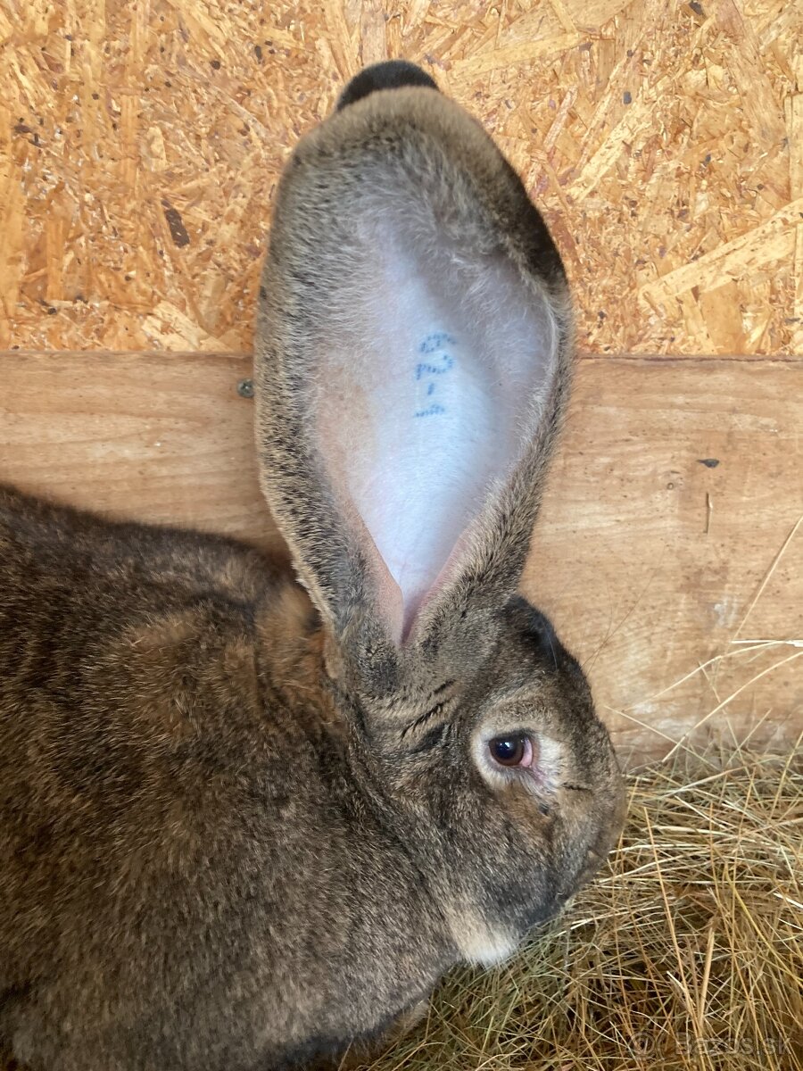 Zajace,kraliky,belgicky obor - 4