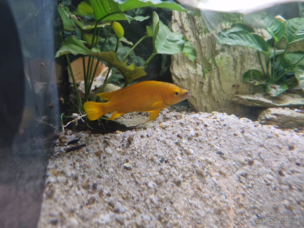 Predám Neolamprogus leleupi - 4