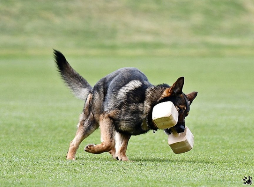 Nemecký ovčiak - šteniatka s PP - 4