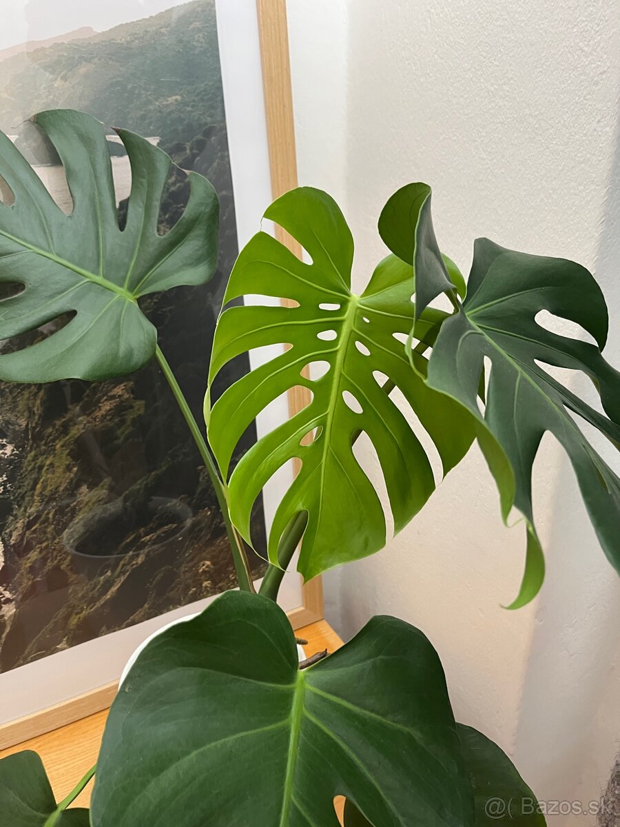 Monstera rastliny - 4