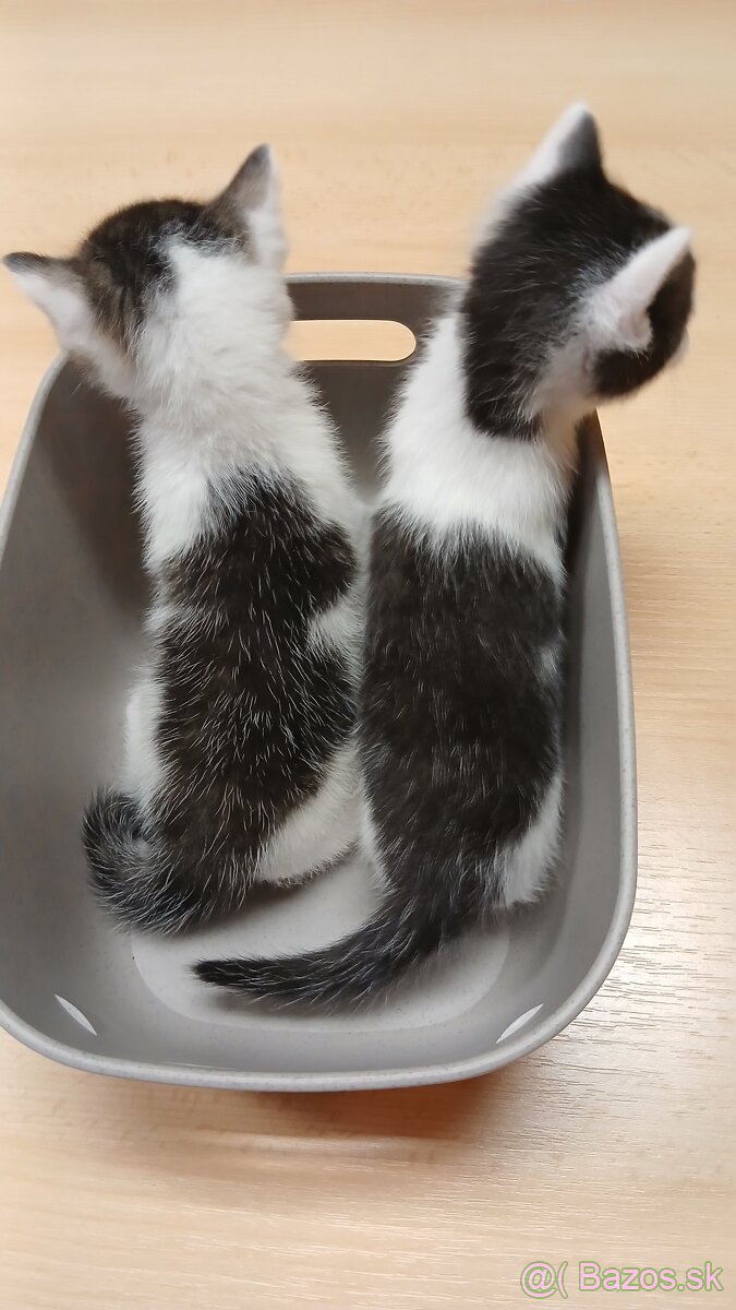 Mačiatko od Mikuláša - mačička rezervovaná - 4