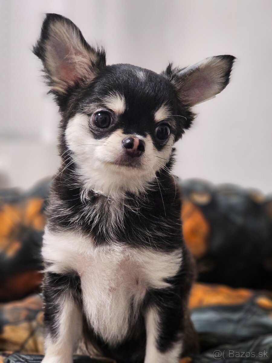 Civava dlhosrstá s PP rodokmen - 4