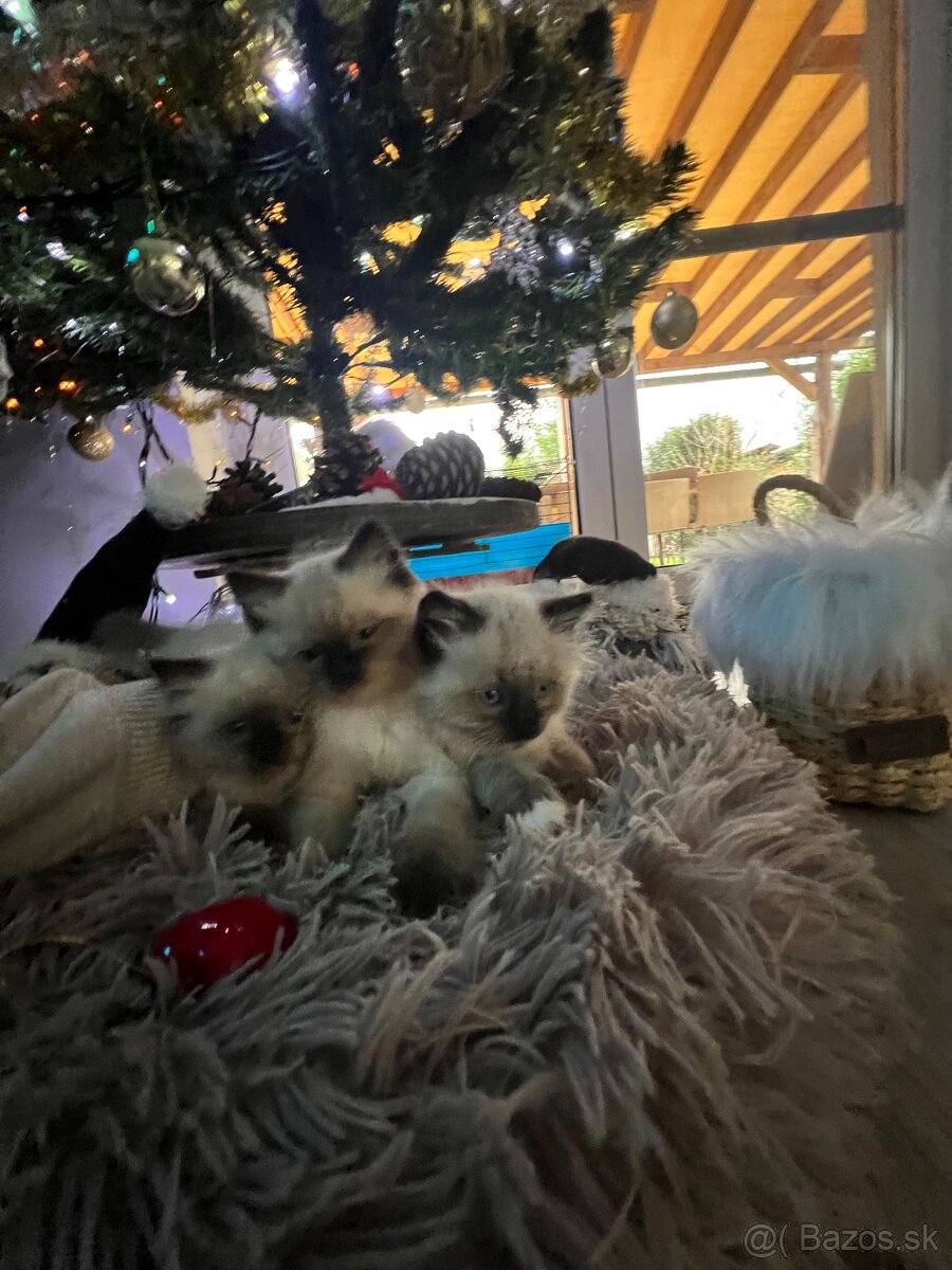 Mačiatka Ragdoll bez PP - 4