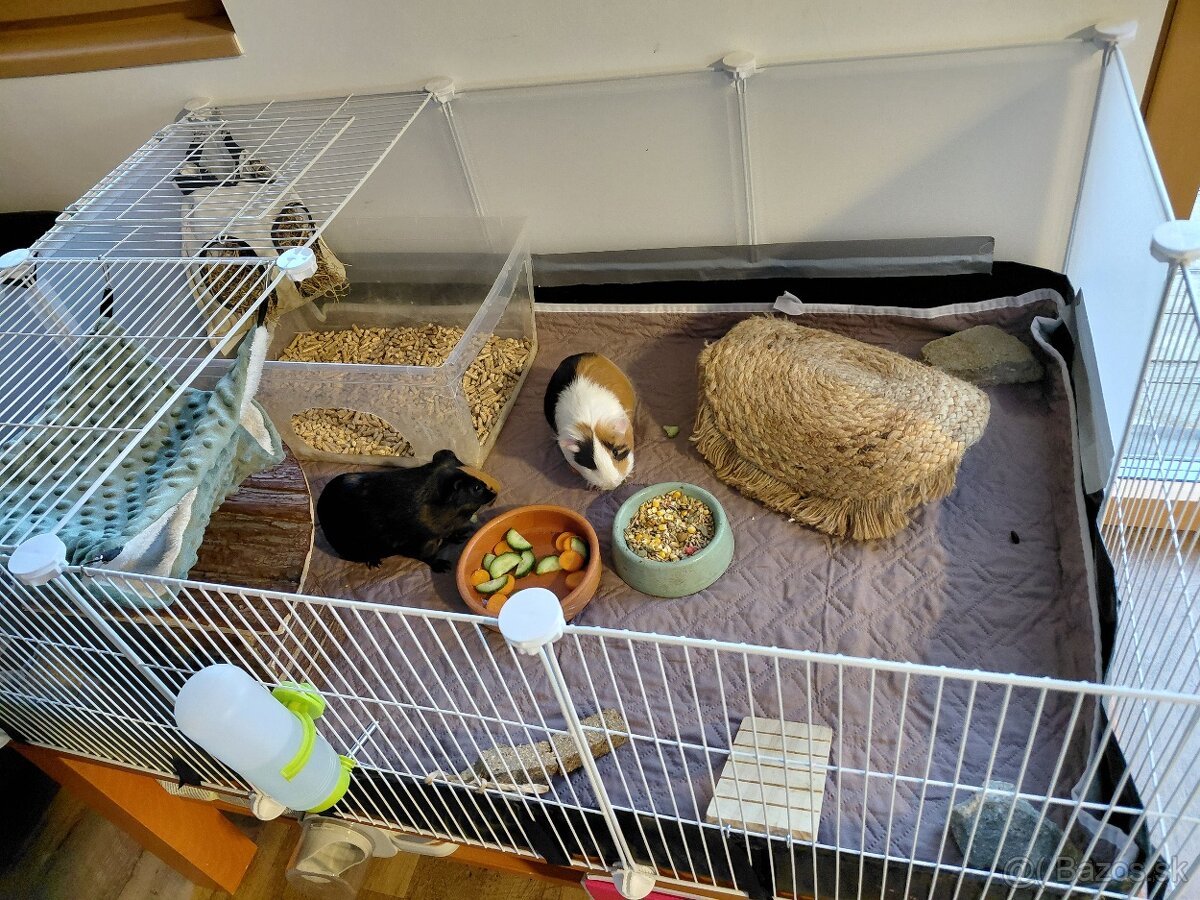 Morčatá aj s príslušenstvom - 4