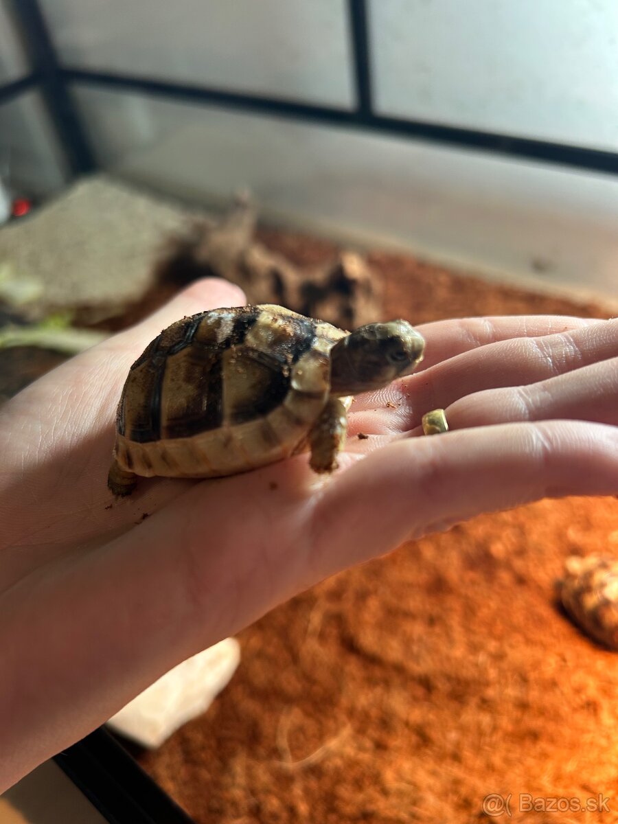 Suchozemské korytnačky s terariom - 4