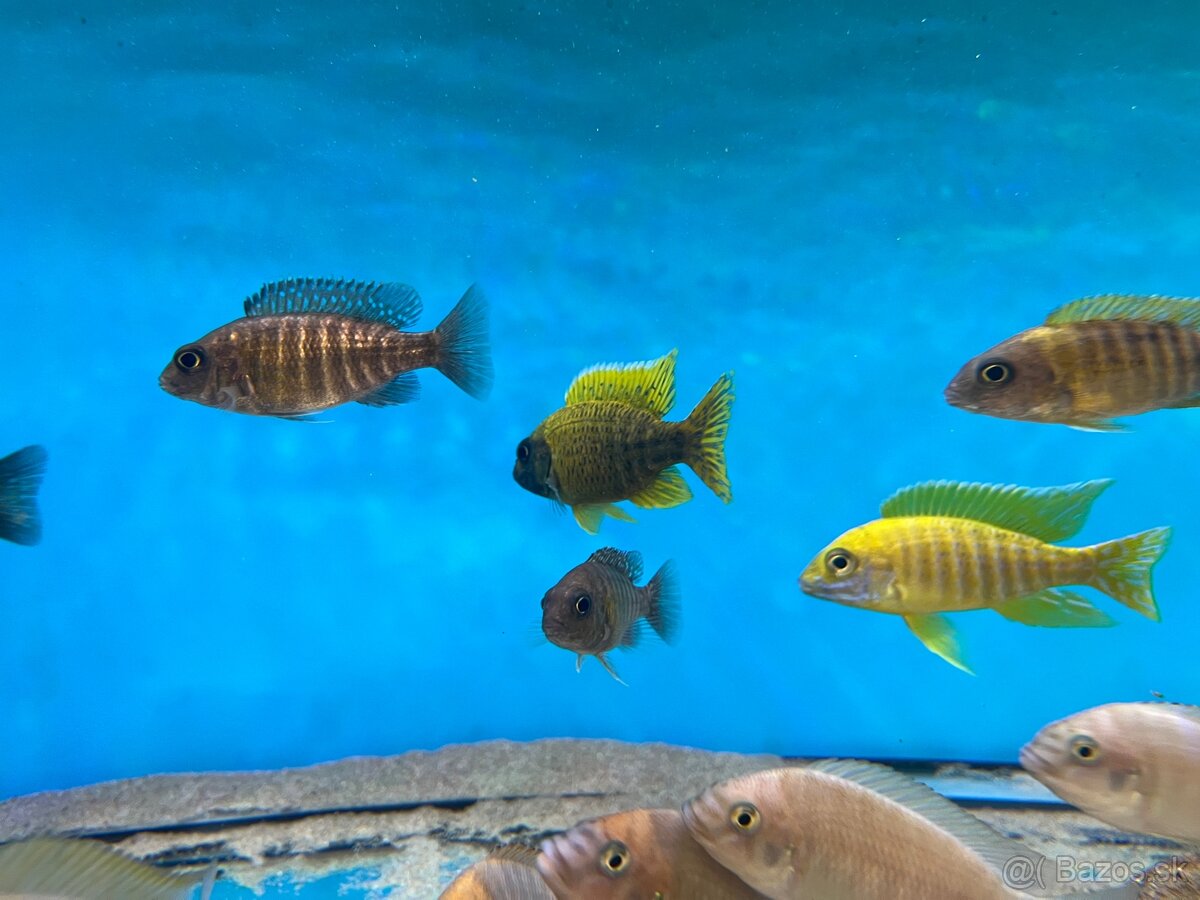 Africké cichlidy, rôzne druhy - 4