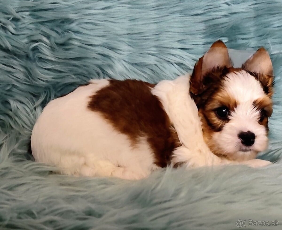 Yorkshire teriér, Biewer, Biro, Yorkshire teriér s PP - 4