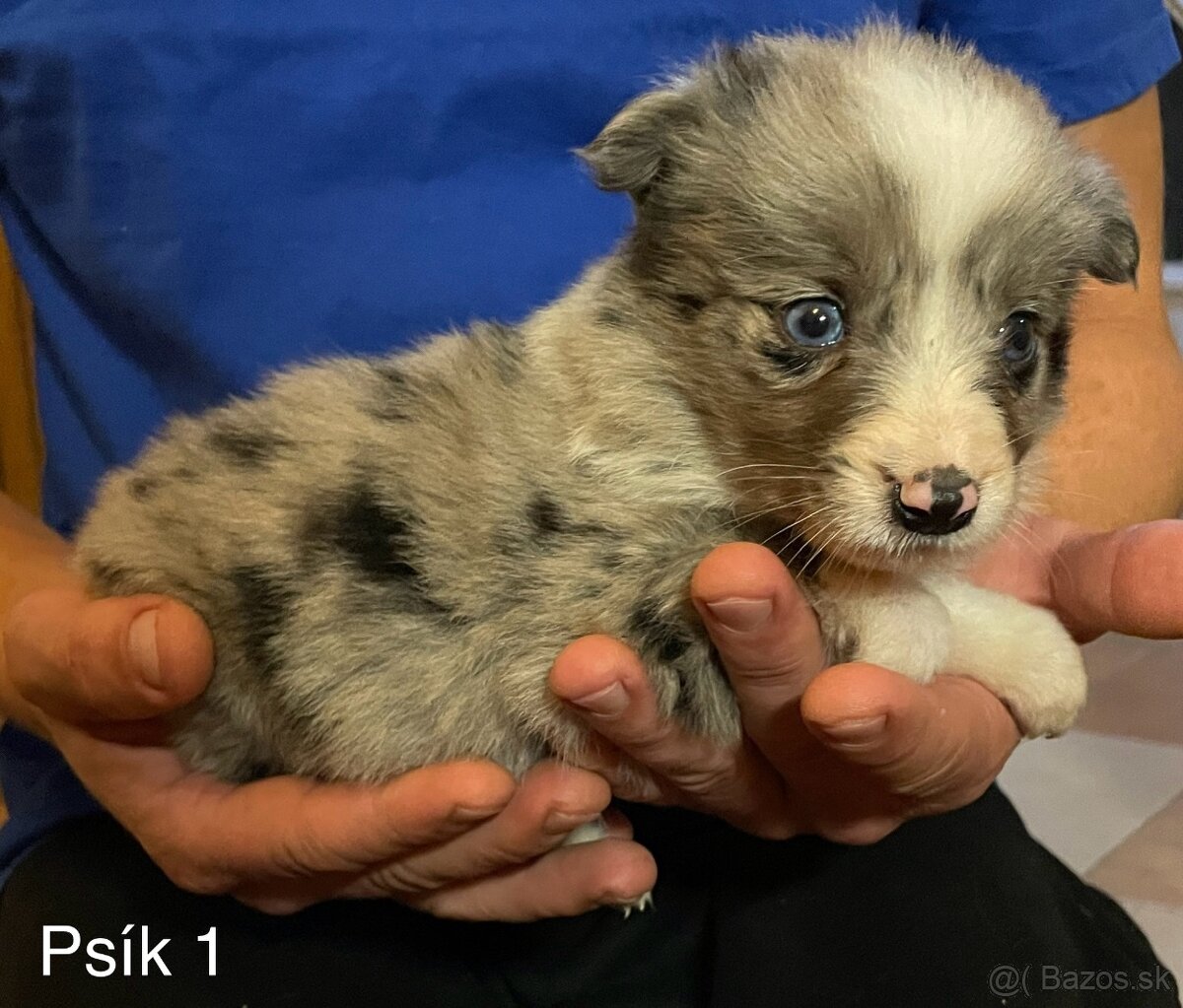 Border kólia - šteniatka - 4