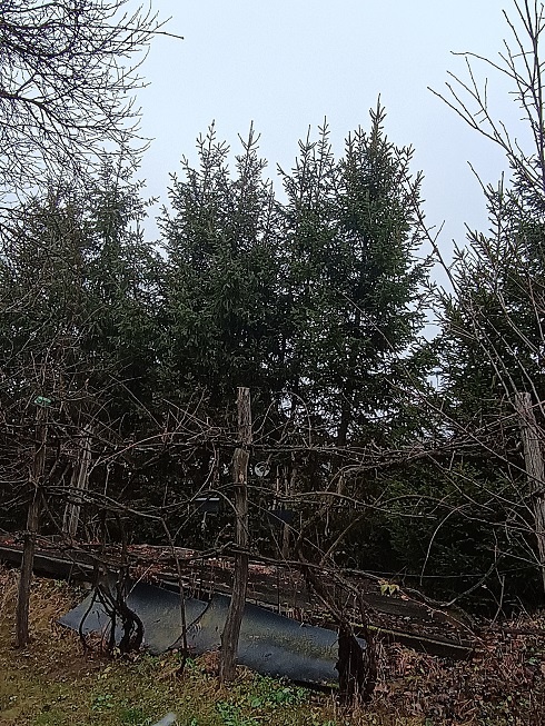 Vianočný stromček - smrek. - 4