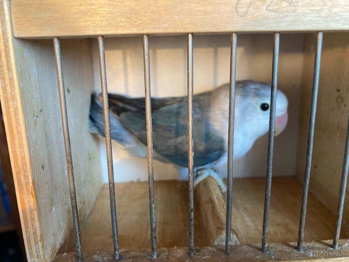 agapornis fischeri - 4