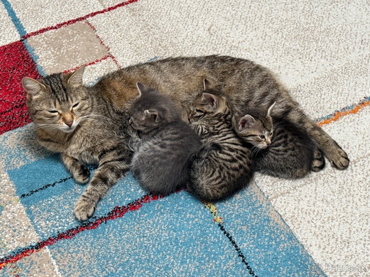 Darujem kocurika - 4