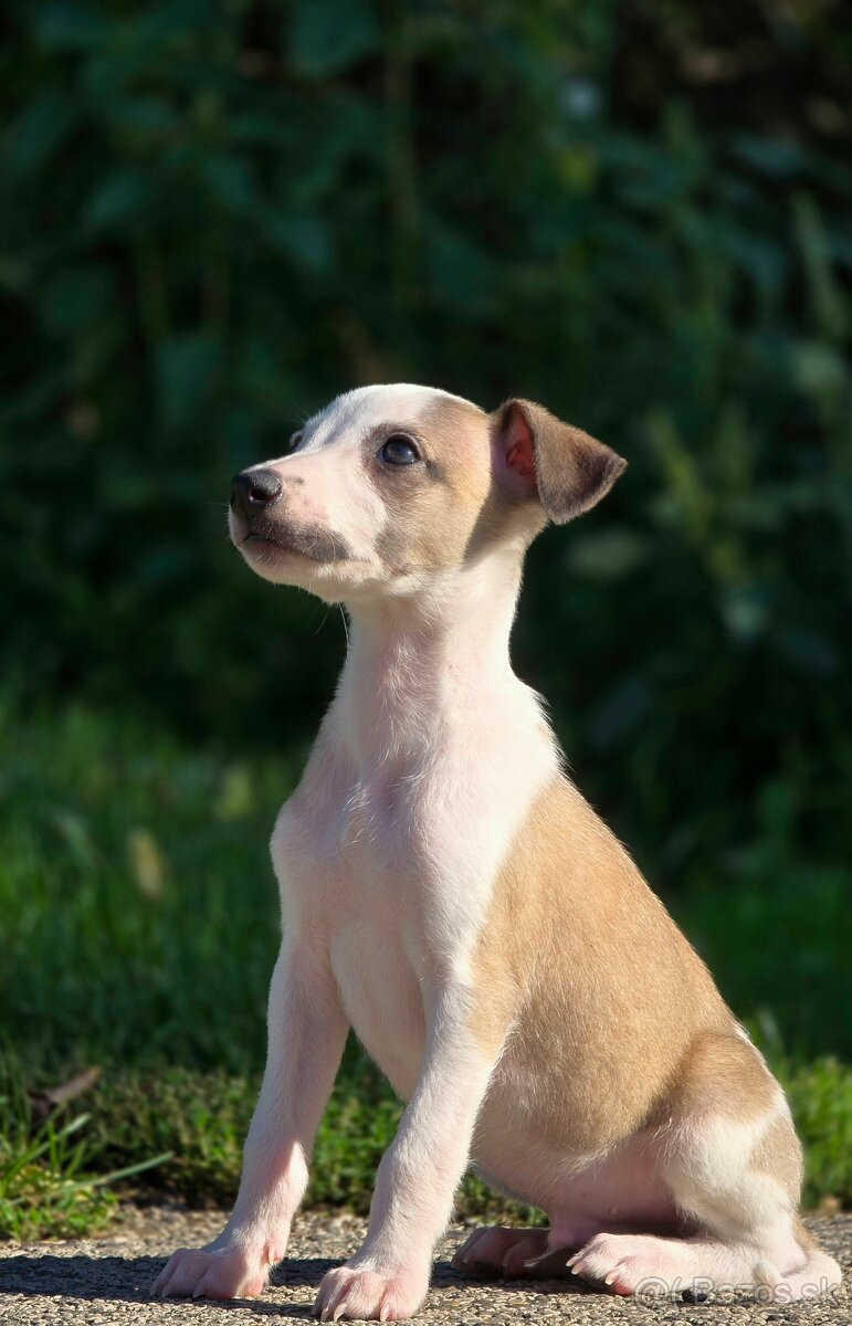 Vipet, Whippet s PP - 4