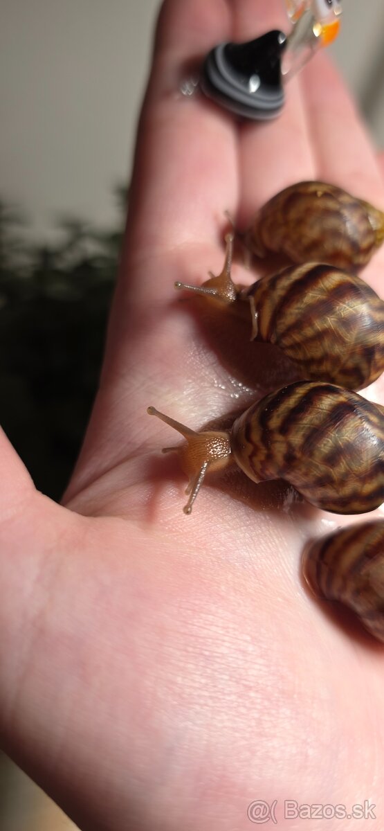 Africký slimák - 4