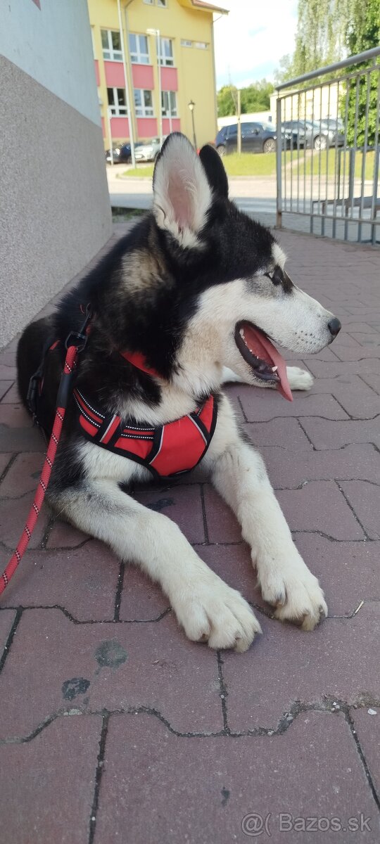 Sibírsky husky - 4
