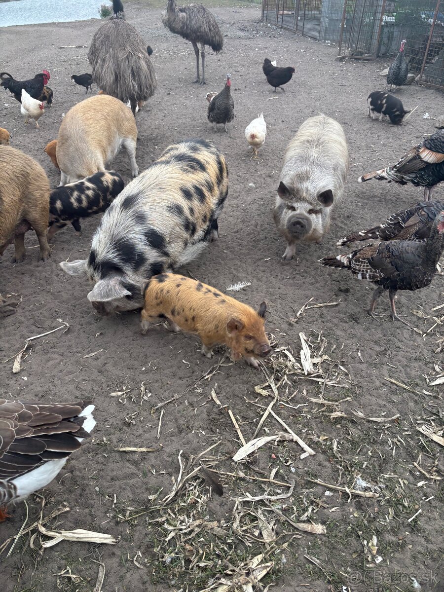 predam Kune Kune - 4