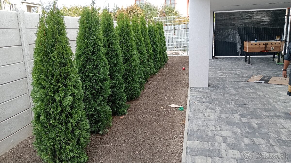 Tuja Smaragd, vavrínovec, červienka, gaštan - Námestovo - 4