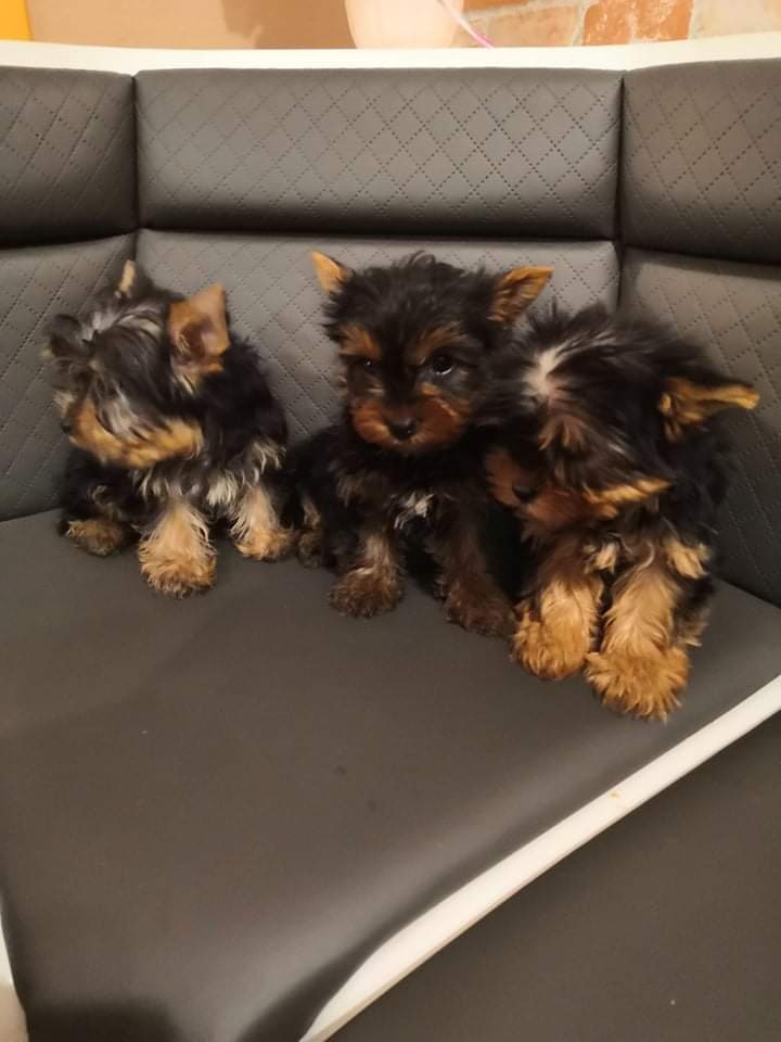 Yorkshirsky teriér Yorkshir - 4