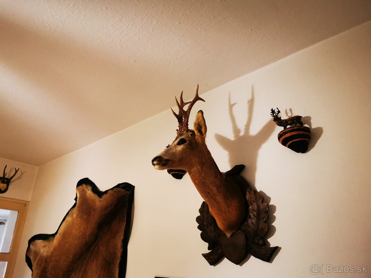 Srnec a iné trofeje - 4