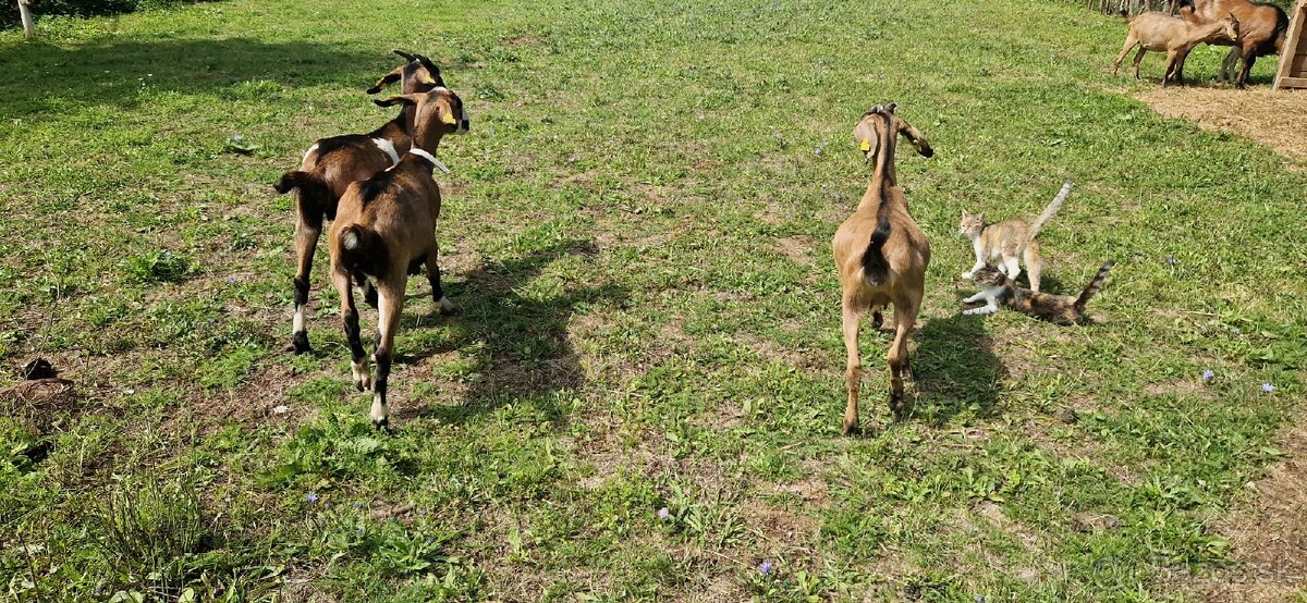 Angulobijske kozy - 4