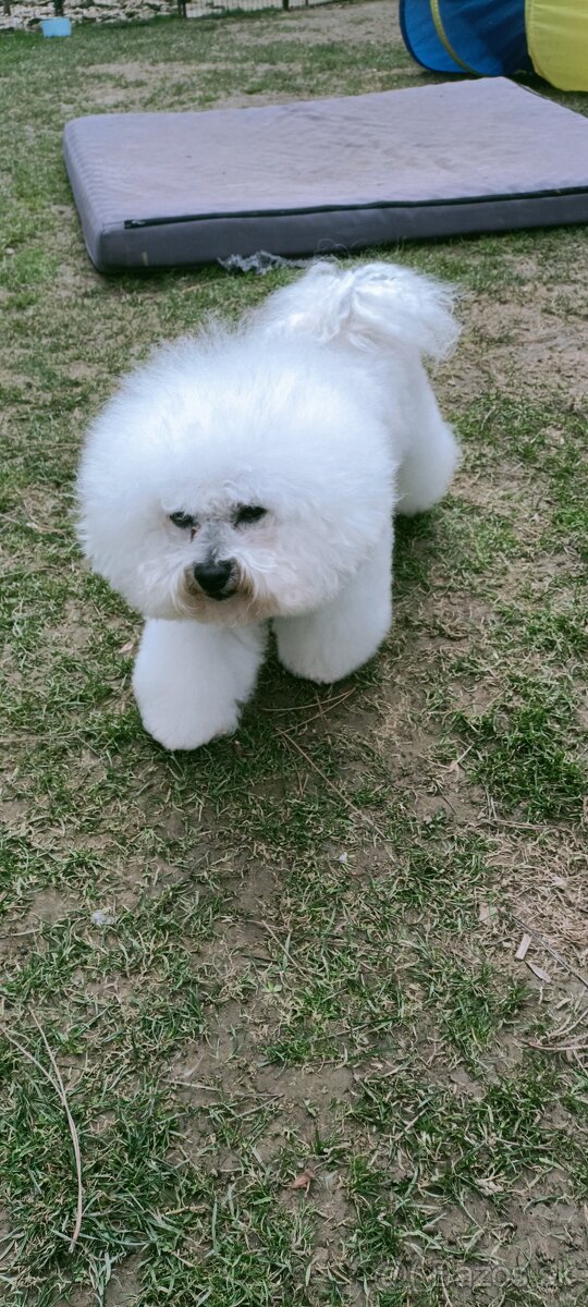 Bichon frise (bišonik) šteniatko s PP - 4
