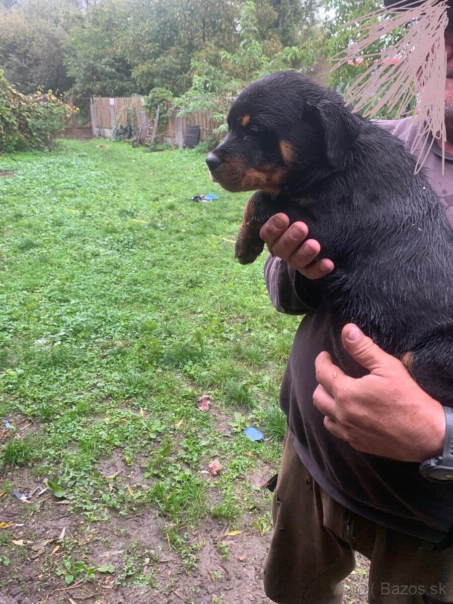 Rotvajler, rtw, rottweiler - 4