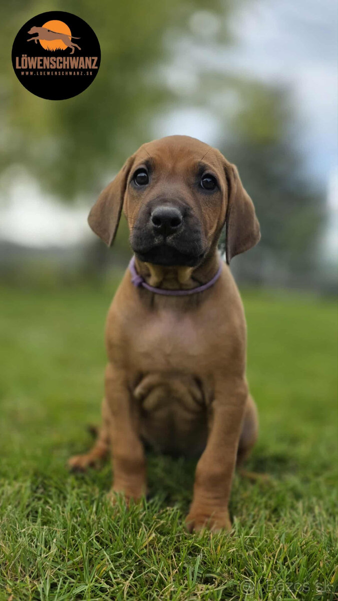 Rhodesian Ridgeback / Rodézsky ridgeback s fci PP - 4