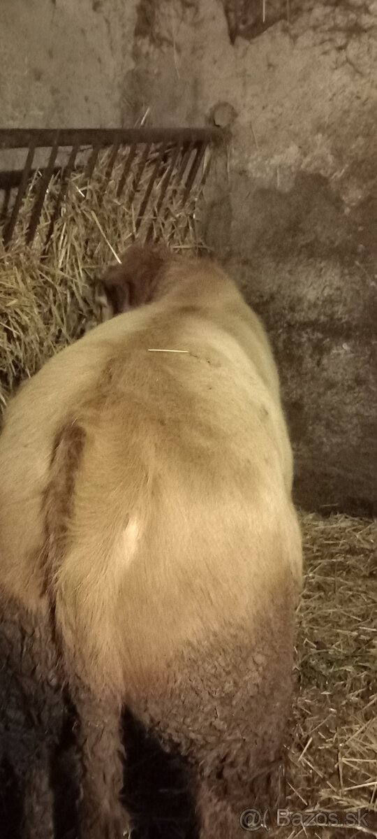 Predám býka Simental a jalovicu SS - 4