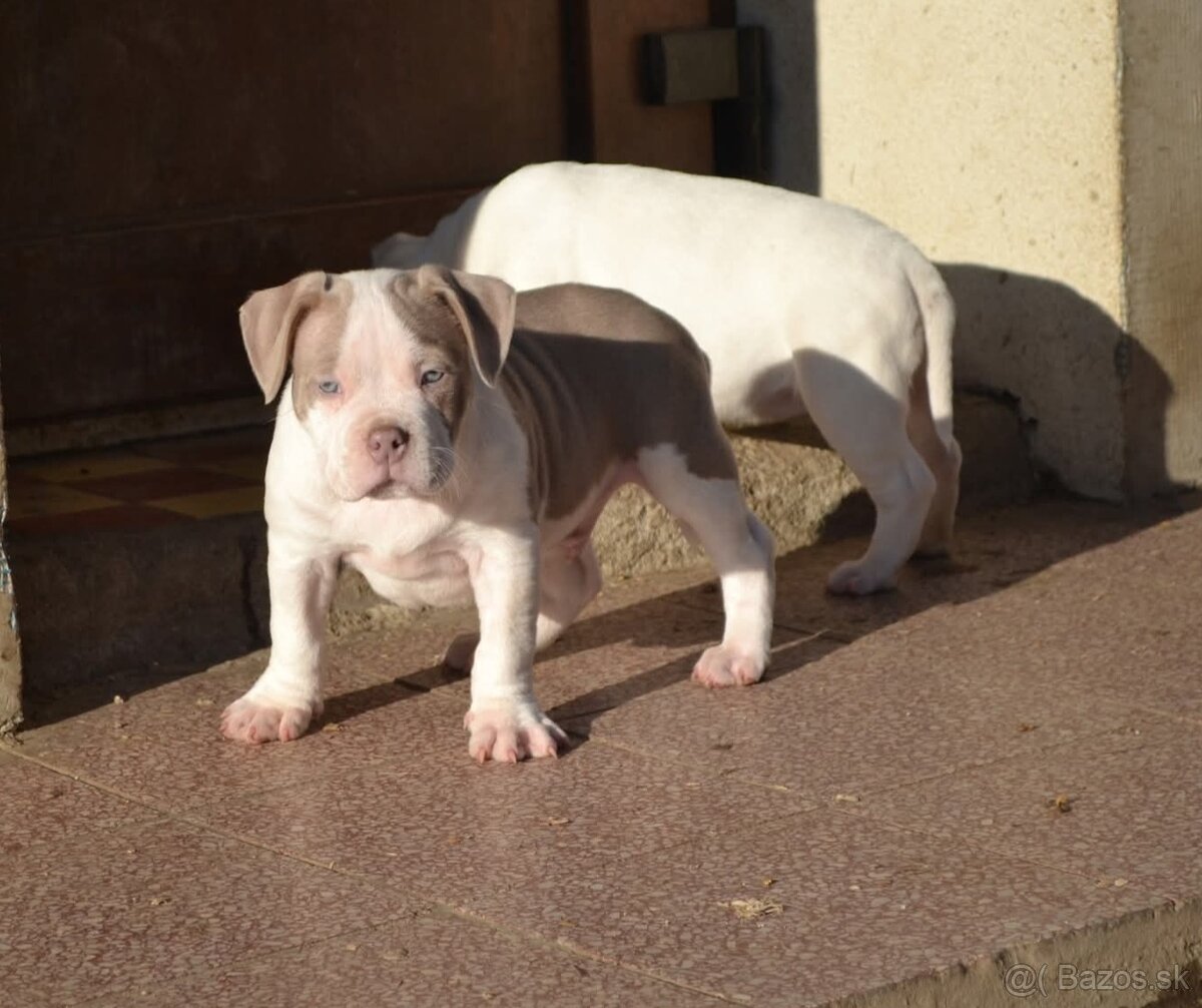 American bully pocket / standard - 4