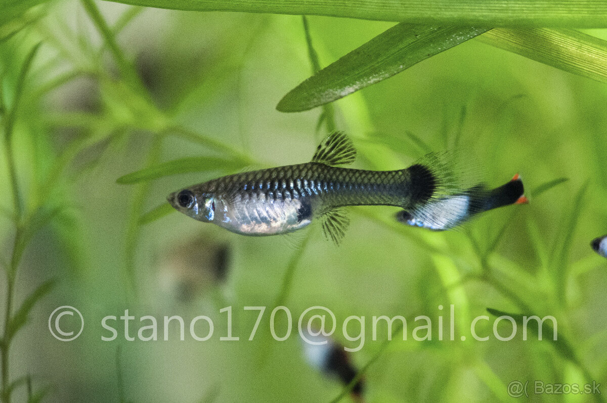 Poecilia wingei 'black silverado' - 4