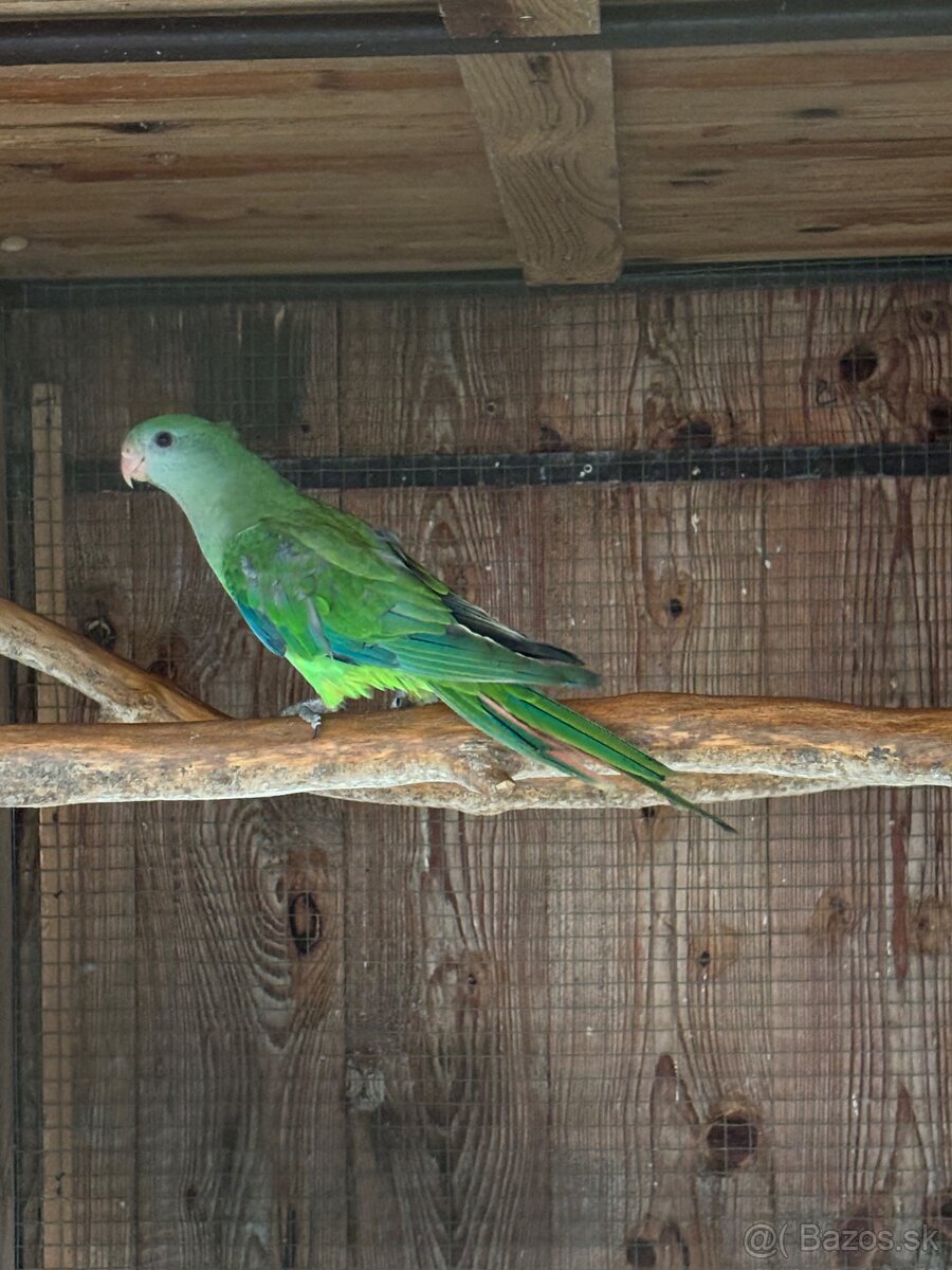 Papagáj nádherný (baraband) - 4