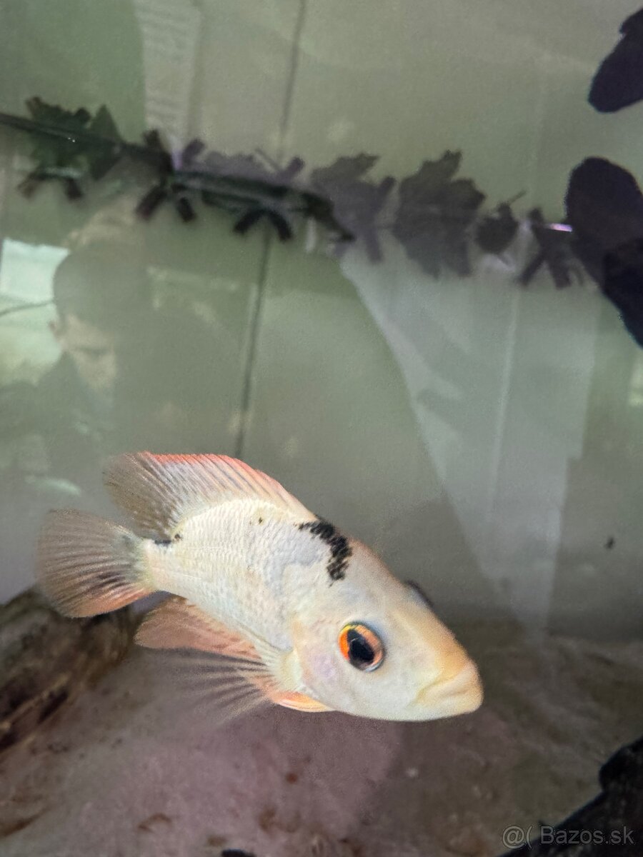 Amphilophus Citrinellus - 4