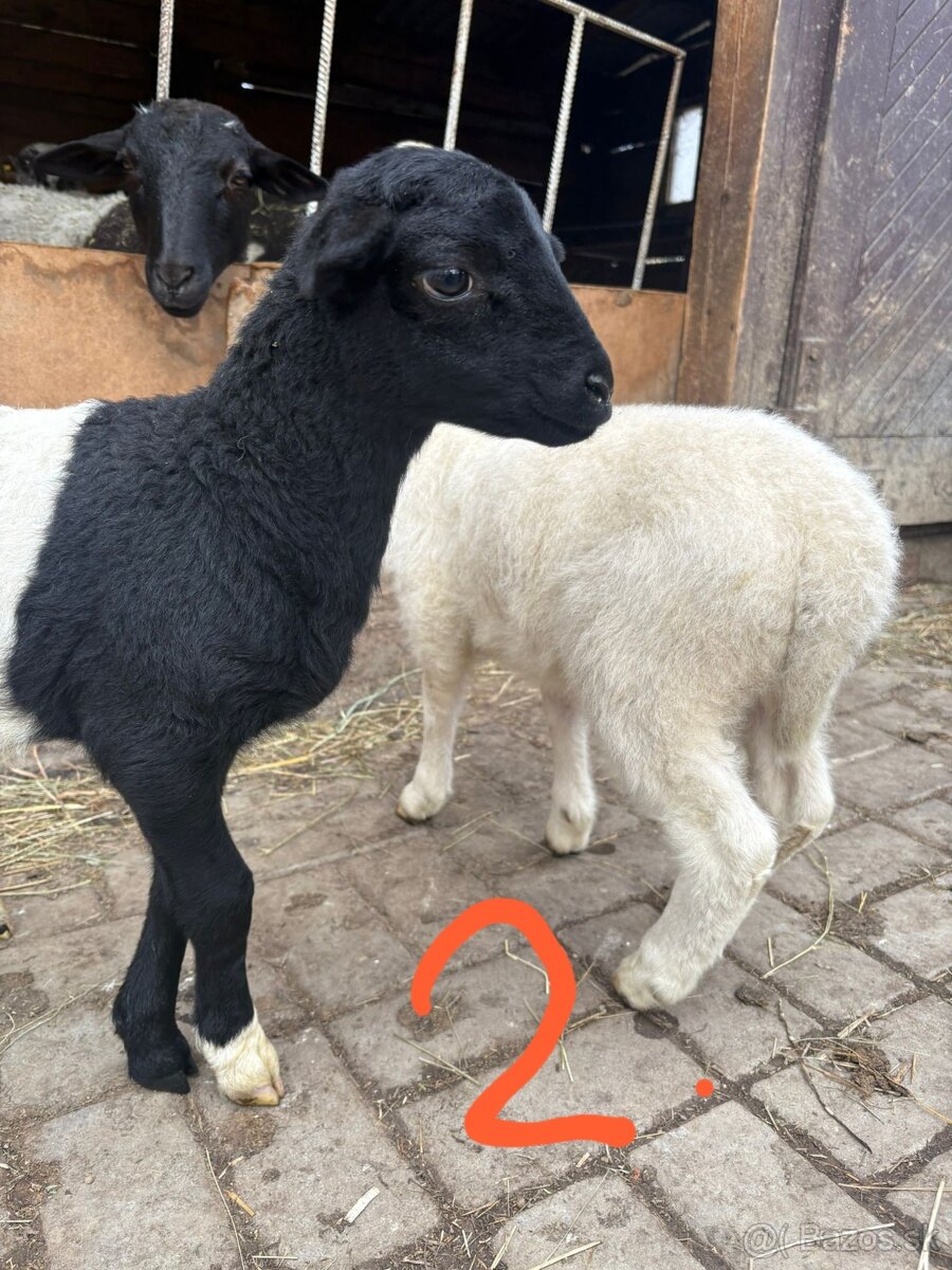 Jahňatá - 4