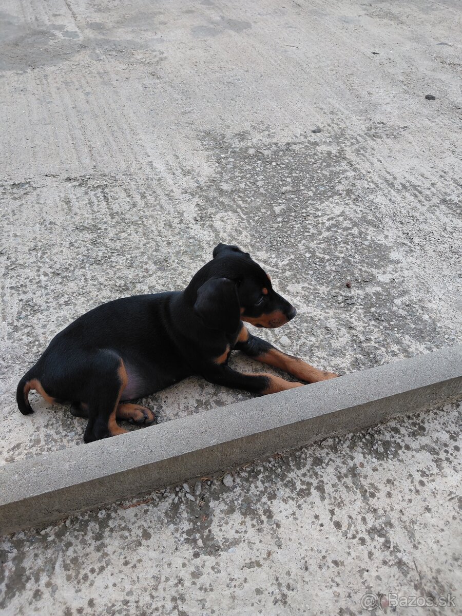 Doberman fenka - 4