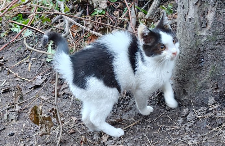 Darujem mačičky - 4