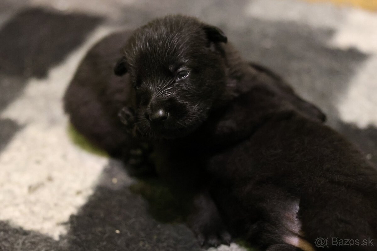 Nemecký ovčiak s PP - 4