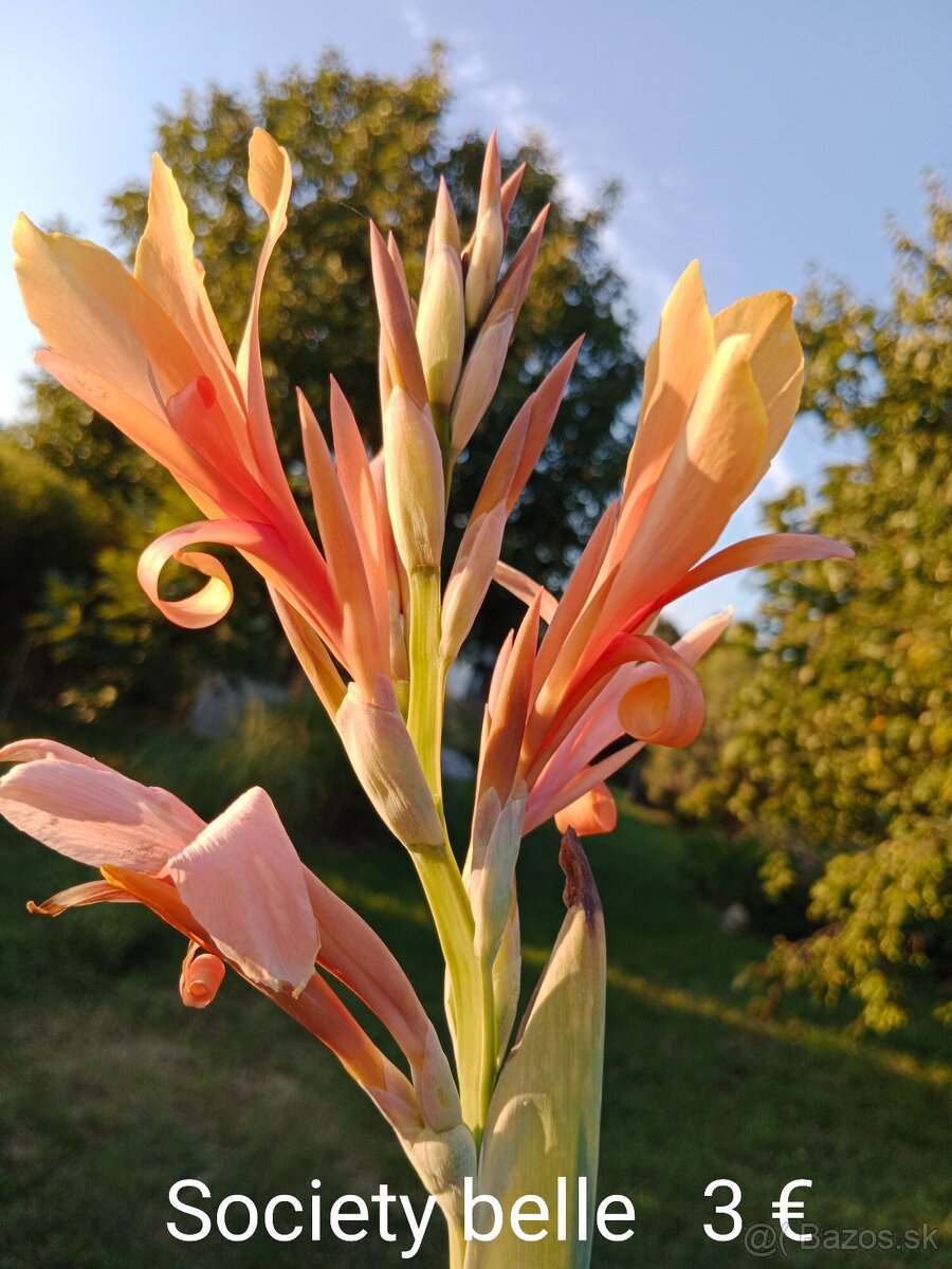 Kana indická (Canna indica) hľúzy. - 4