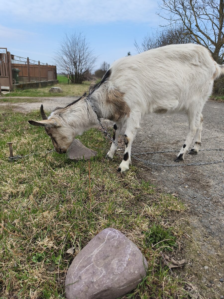 Predám kozy - 4