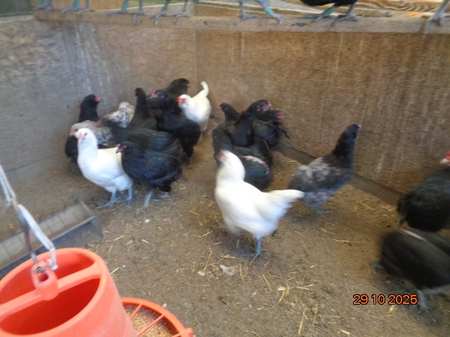 Ameraucana-sliepky - 4