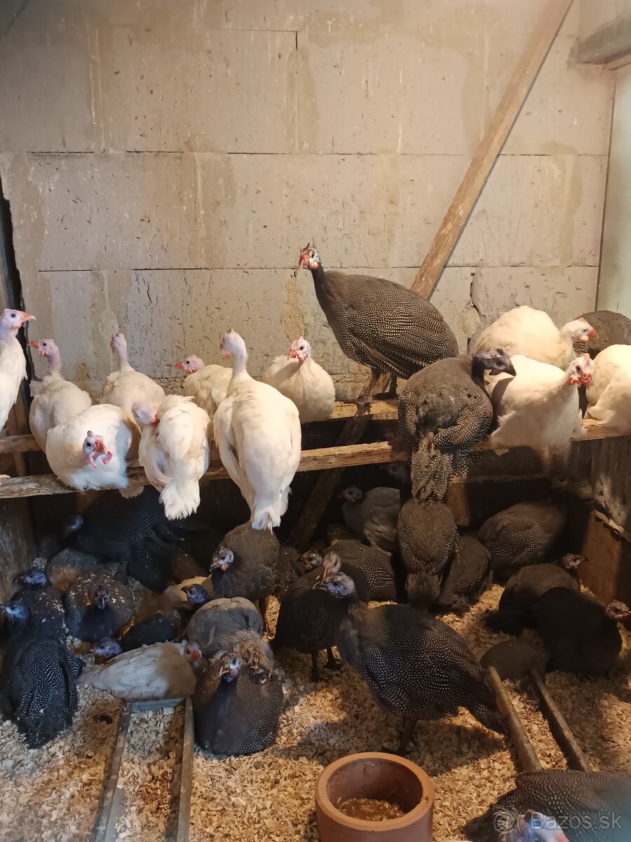 Perličky bílé a divoké s úplným perlením - 4