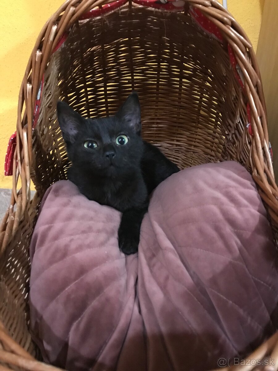 mačiatka - 4