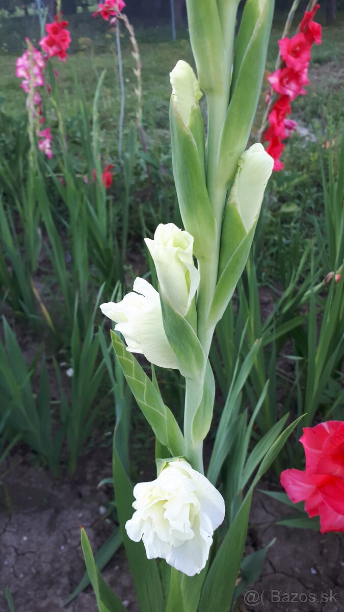 Predám hľuzy gladiol - 4