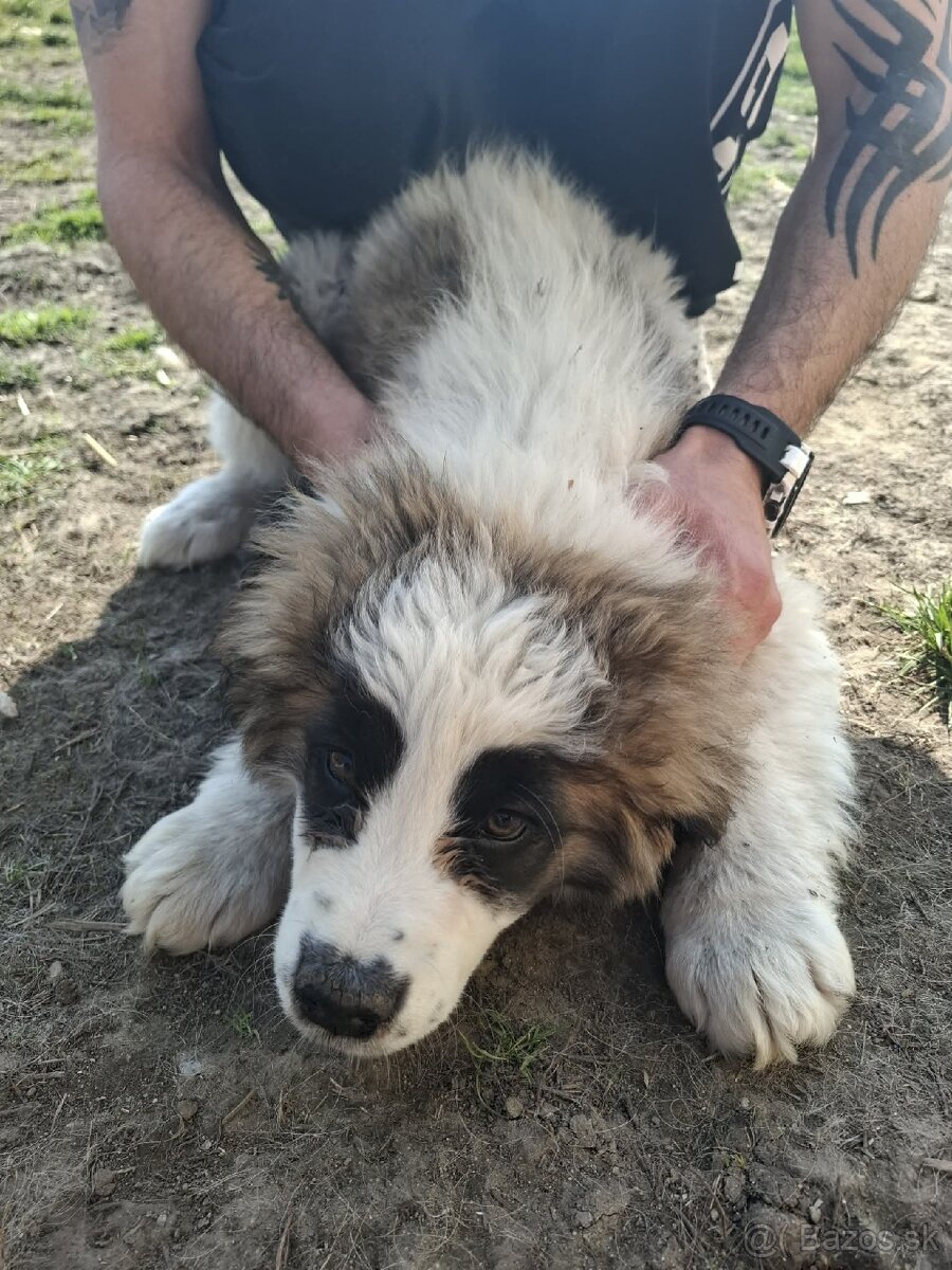 Šteniatko bernardína - 4