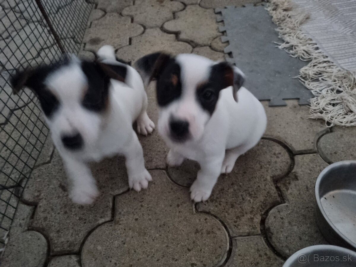 Predam štenatá Jack Russel terier - 4