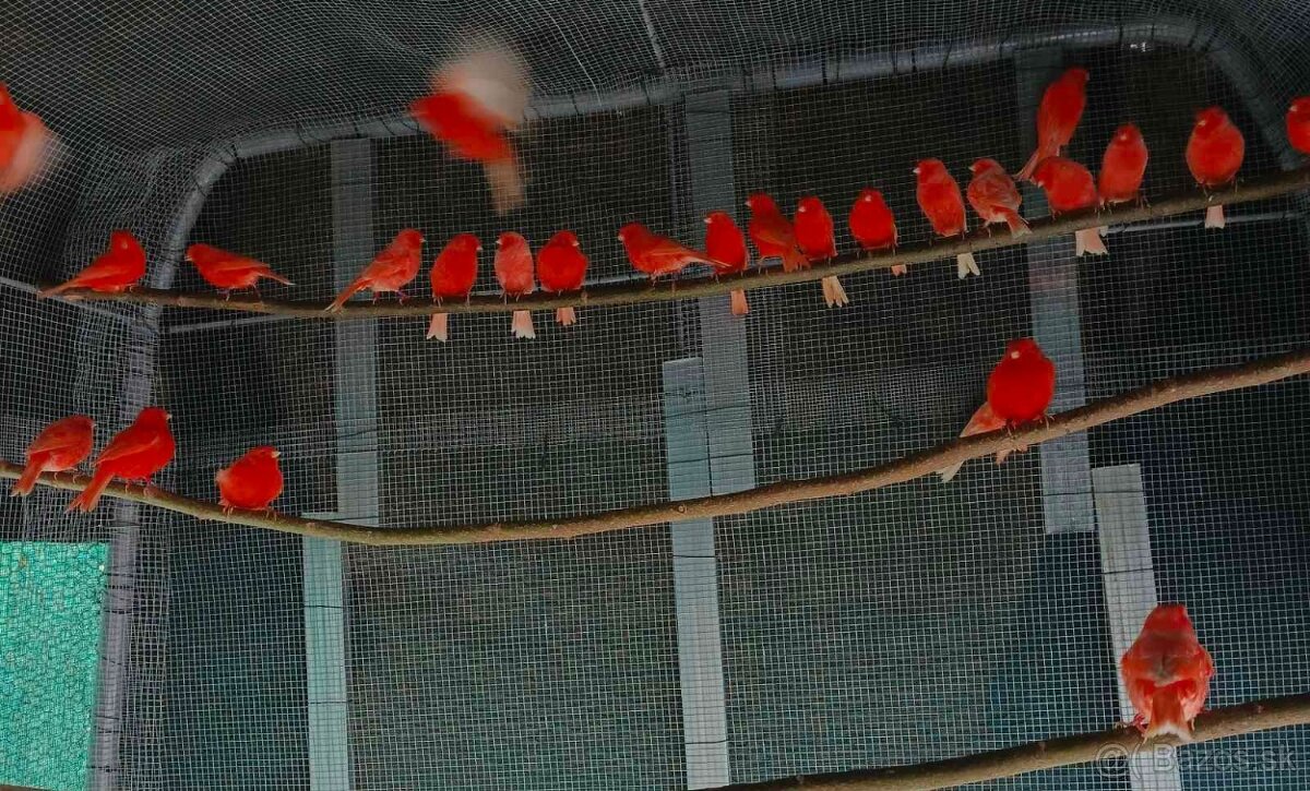 Predam Kanarikov - 4