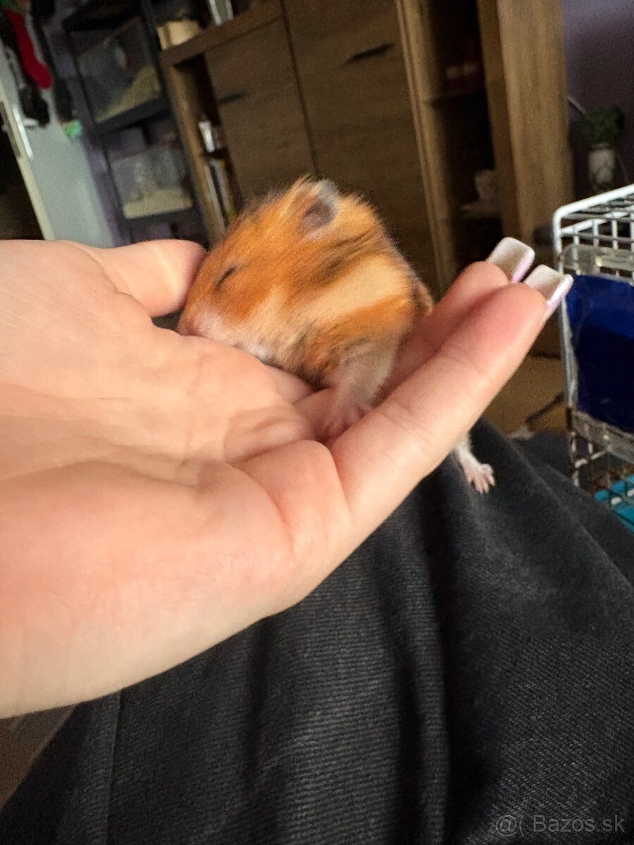 sýrsky škrečok - 4