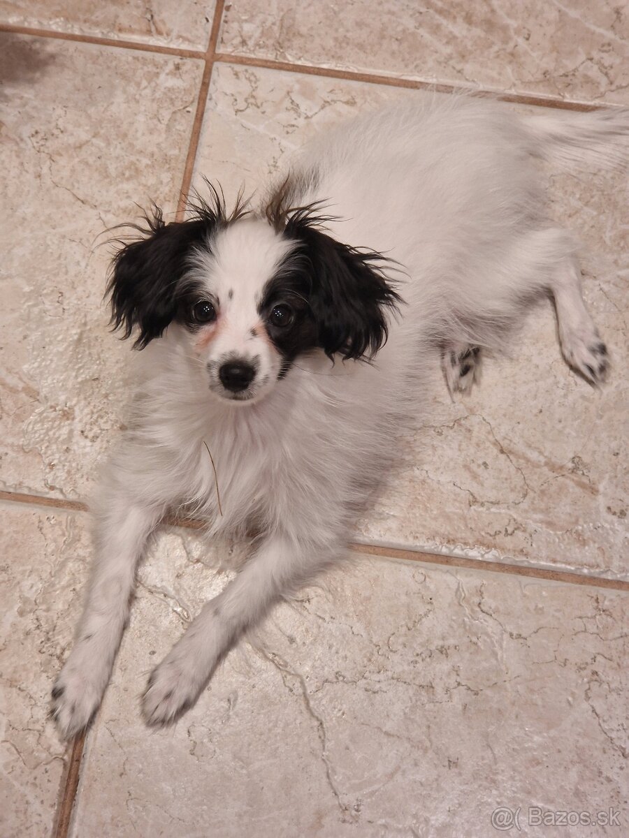 Papillon šteniatko phalene - 4