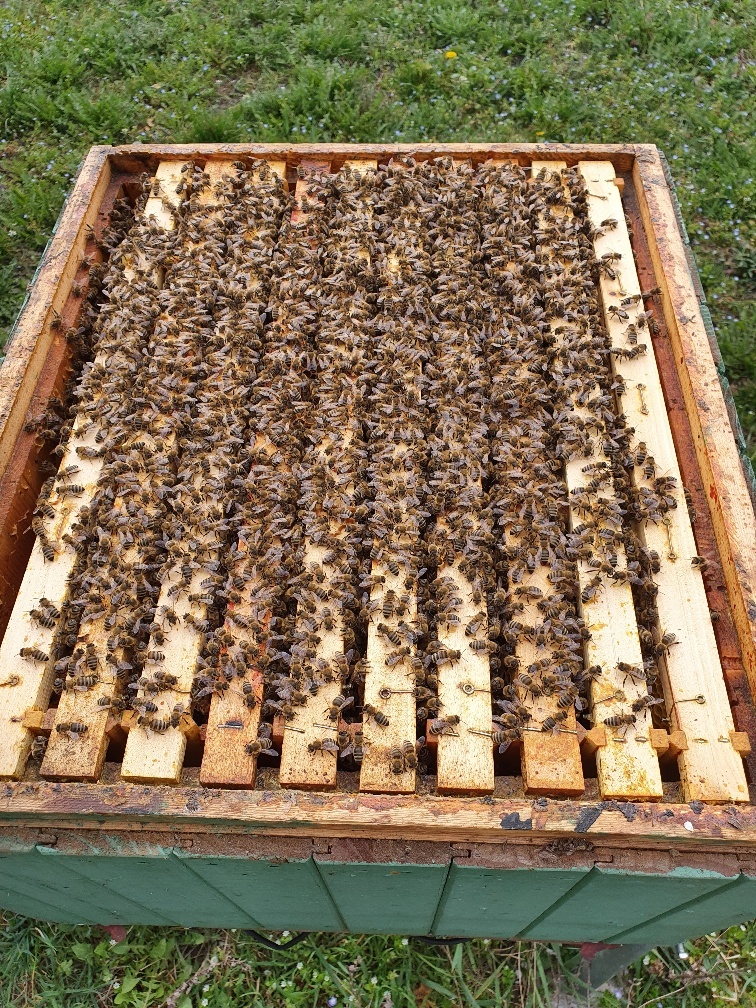 Predám prezimované produkčné včelstvá - 4